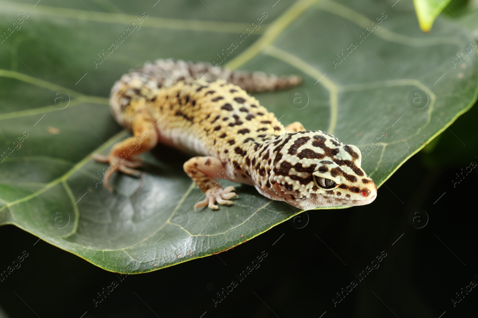 Photo of One beautiful gecko on green leaf, closeup