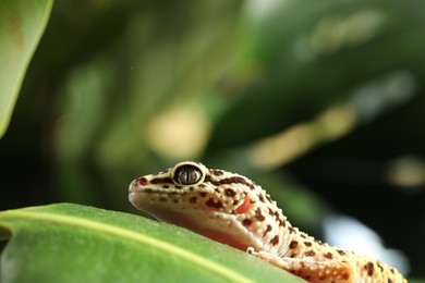 Photo of One beautiful gecko on green leaf, closeup