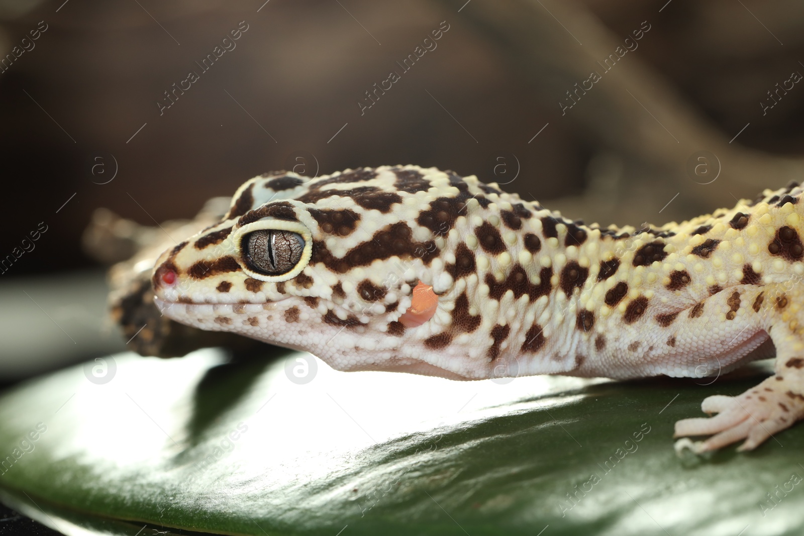 Photo of One beautiful gecko on green leaf, closeup