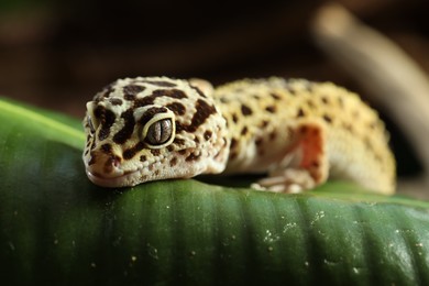 Photo of One beautiful gecko on green leaf, closeup