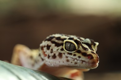 Photo of One beautiful gecko on green leaf, macro view