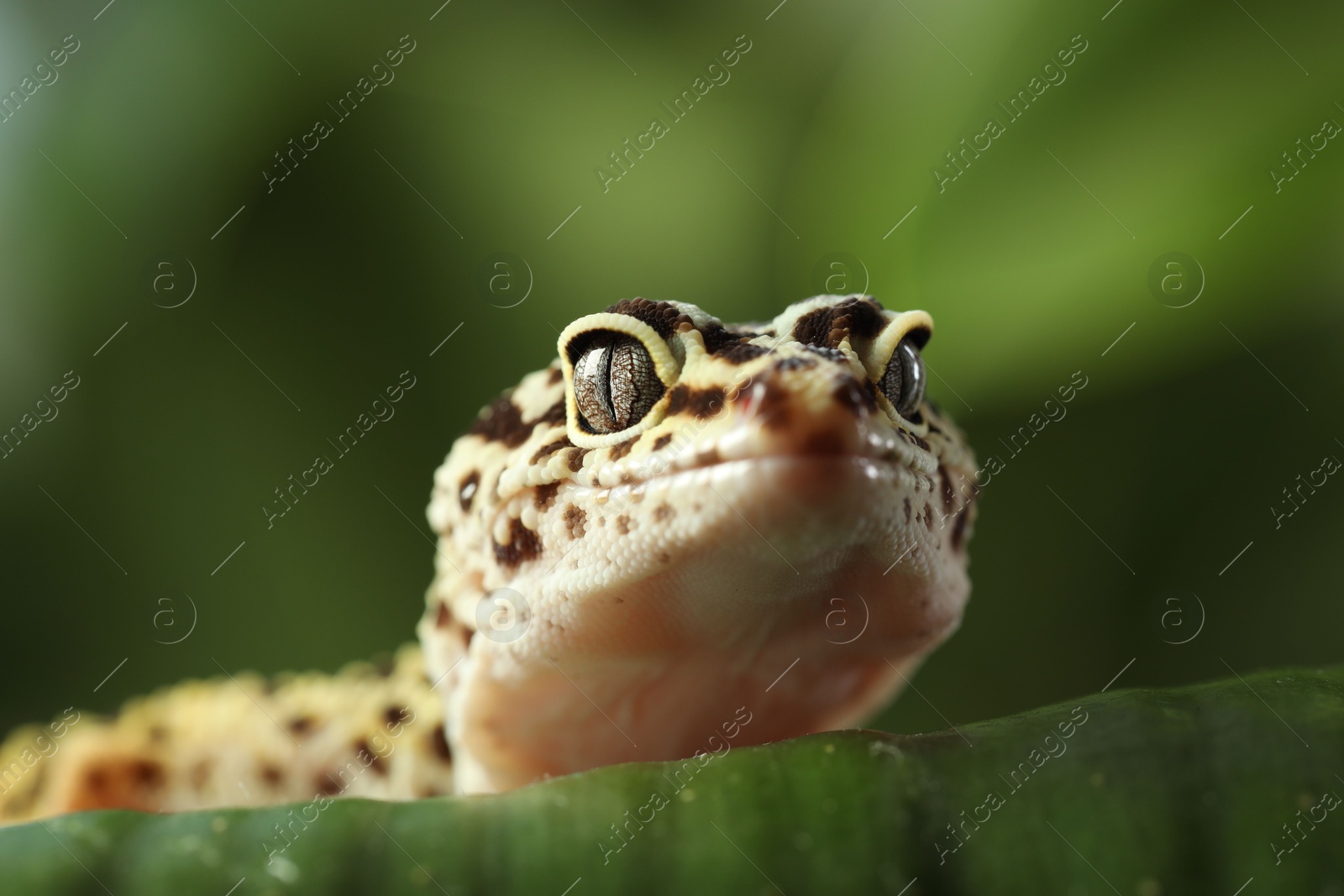 Photo of One beautiful gecko on green leaf, macro view