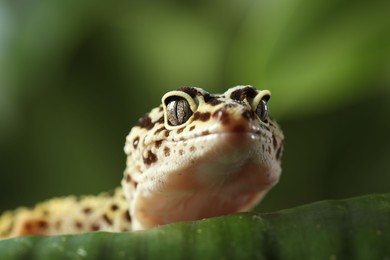 Photo of One beautiful gecko on green leaf, macro view