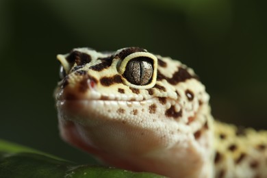 One beautiful gecko on green leaf, macro view