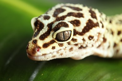 One beautiful gecko on green leaf, macro view