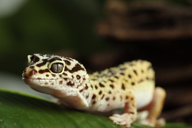 One beautiful gecko on green leaf, closeup