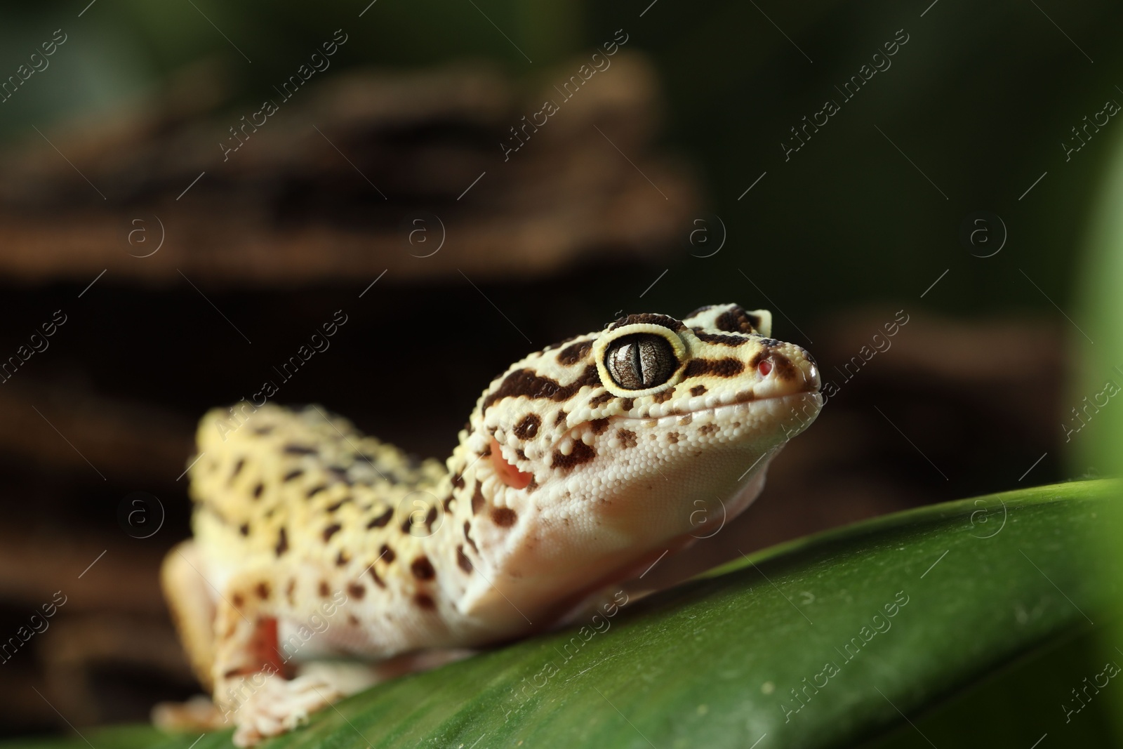 Photo of One beautiful gecko on green leaf, closeup