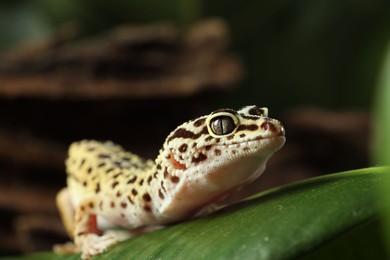 One beautiful gecko on green leaf, closeup