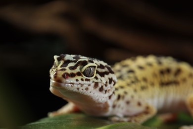 One beautiful gecko on green leaf, closeup