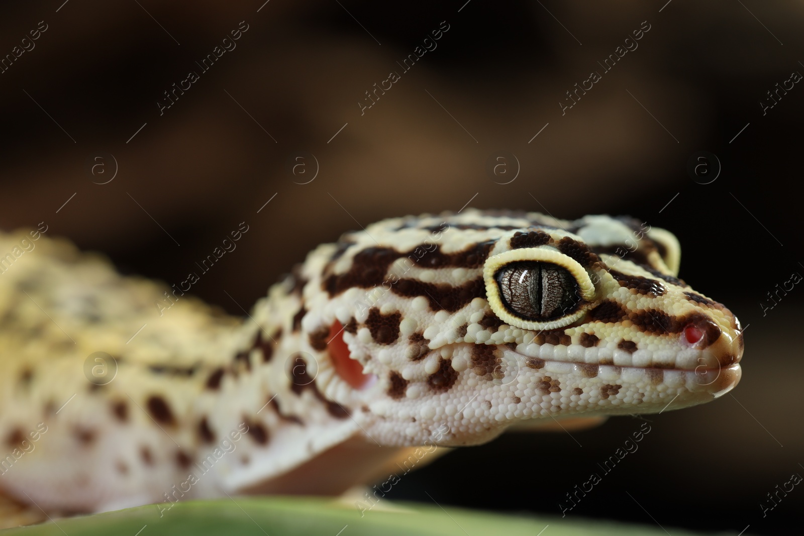 Photo of One beautiful gecko on blurred background, macro view