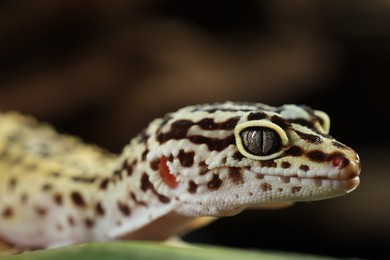 Photo of One beautiful gecko on blurred background, macro view