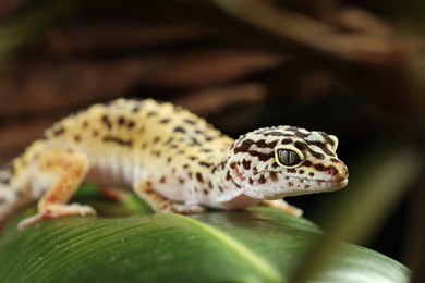 One beautiful gecko on green leaf, closeup