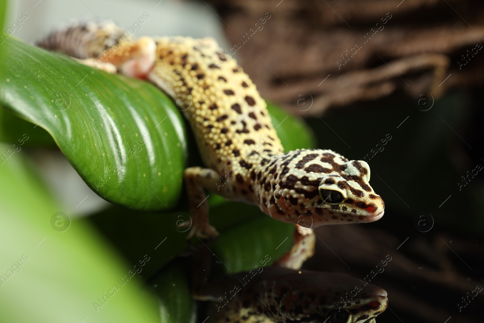 Photo of One beautiful gecko on mirror surface, closeup