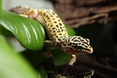 One beautiful gecko on mirror surface, closeup