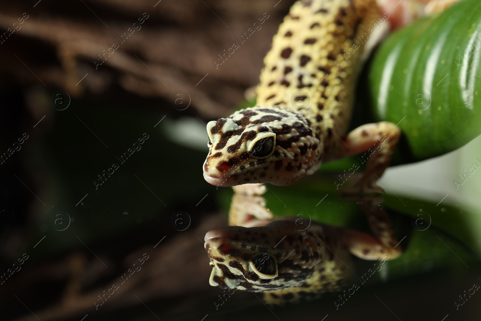 Photo of One beautiful gecko on mirror surface, closeup