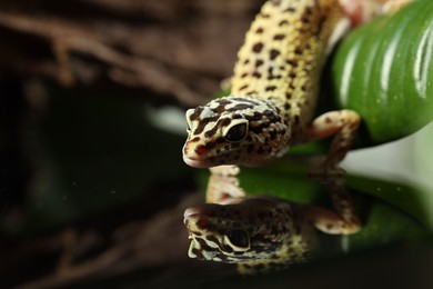 One beautiful gecko on mirror surface, closeup