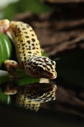 Photo of One beautiful gecko on mirror surface, closeup