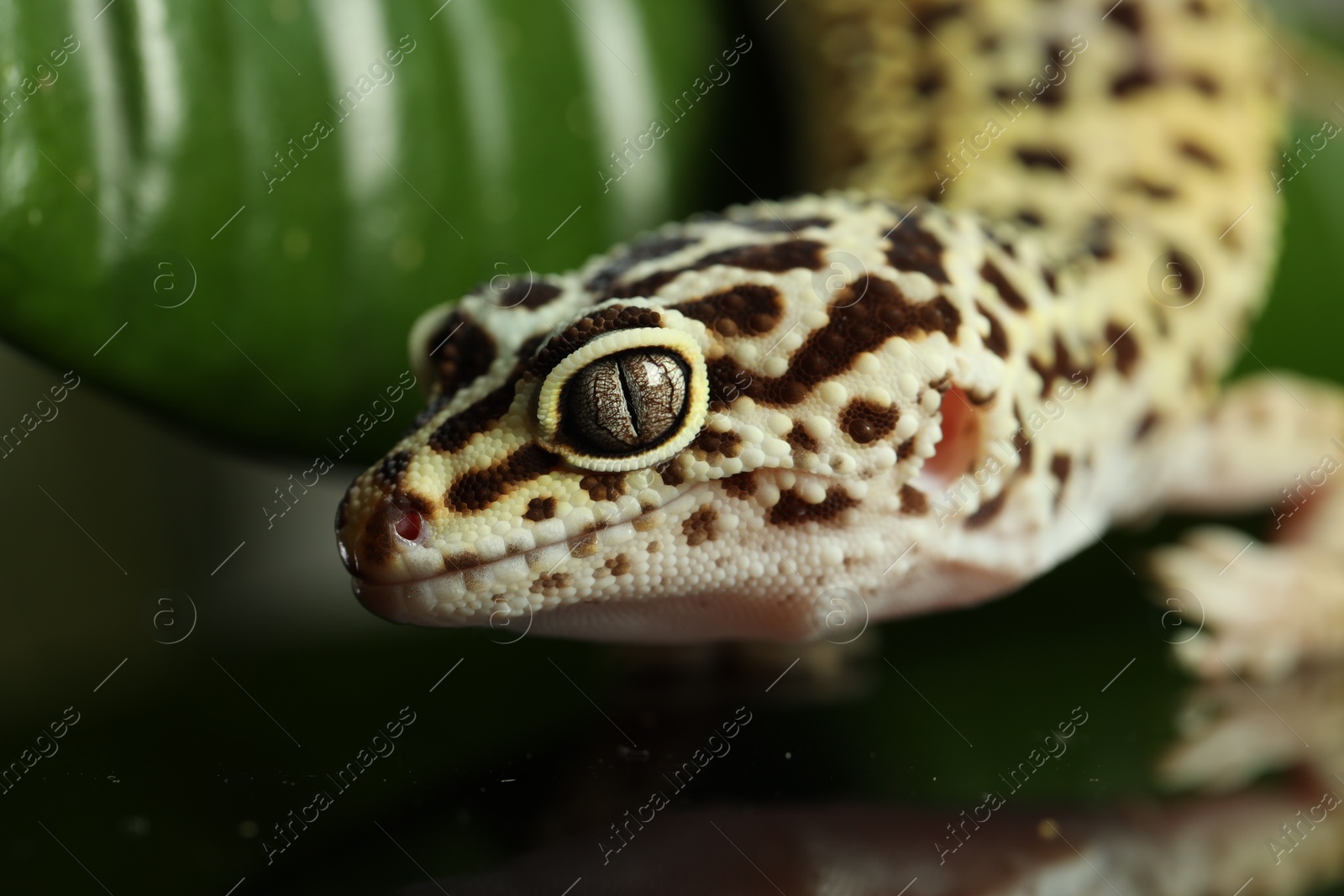 Photo of One beautiful gecko on blurred background, macro view