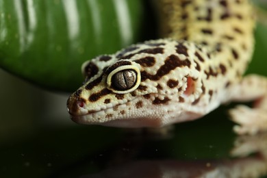 One beautiful gecko on blurred background, macro view