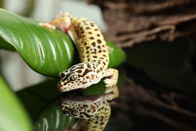 One beautiful gecko on mirror surface, closeup. Space for text