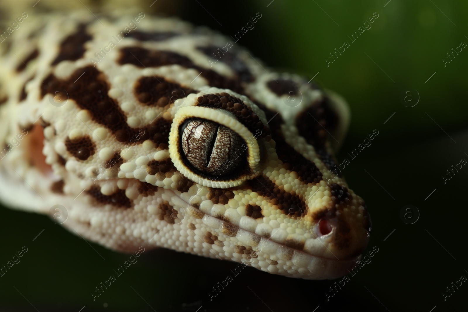 Photo of One beautiful gecko on dark background, macro view