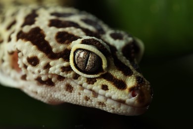 One beautiful gecko on dark background, macro view