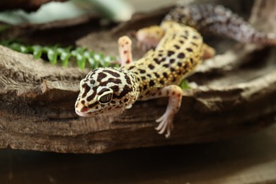 One beautiful gecko on tree bark, closeup