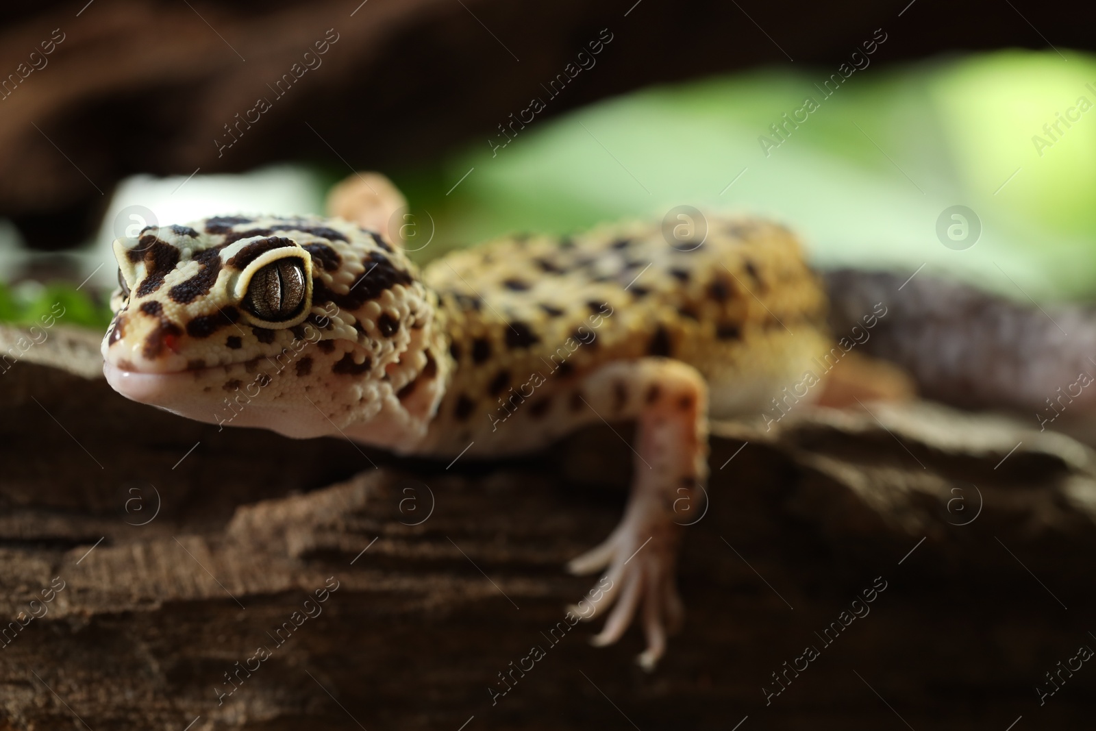 Photo of One beautiful gecko on tree bark, closeup