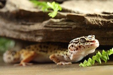 Photo of Beautiful gecko on wooden surface under tree bark, closeup. Exotic pet