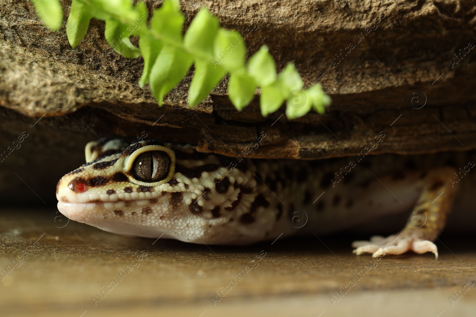 Photo of Beautiful gecko on wooden surface under tree bark, closeup. Exotic pet