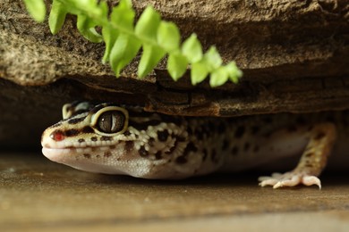 Beautiful gecko on wooden surface under tree bark, closeup. Exotic pet