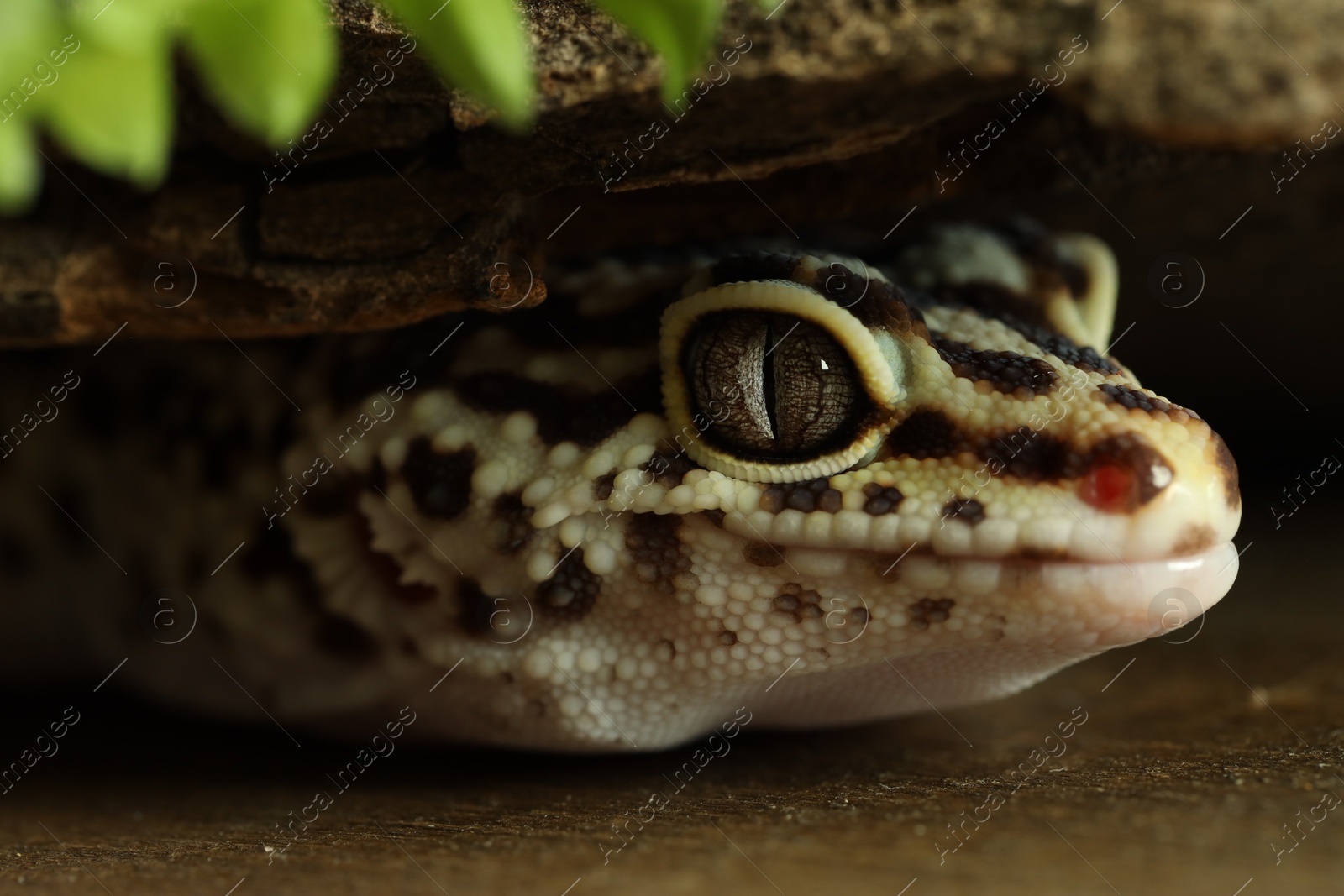 Photo of Beautiful gecko on wooden surface under tree bark, macro view. Exotic pet