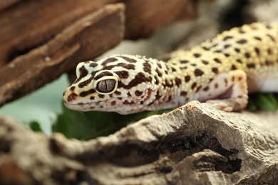 One beautiful gecko on tree bark, closeup