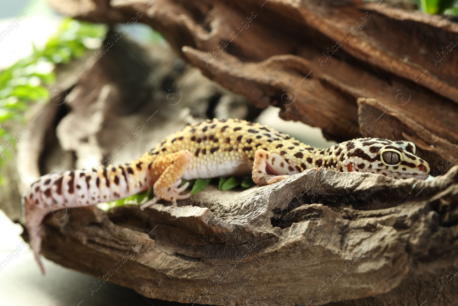 Photo of One beautiful gecko on tree bark. Exotic pet