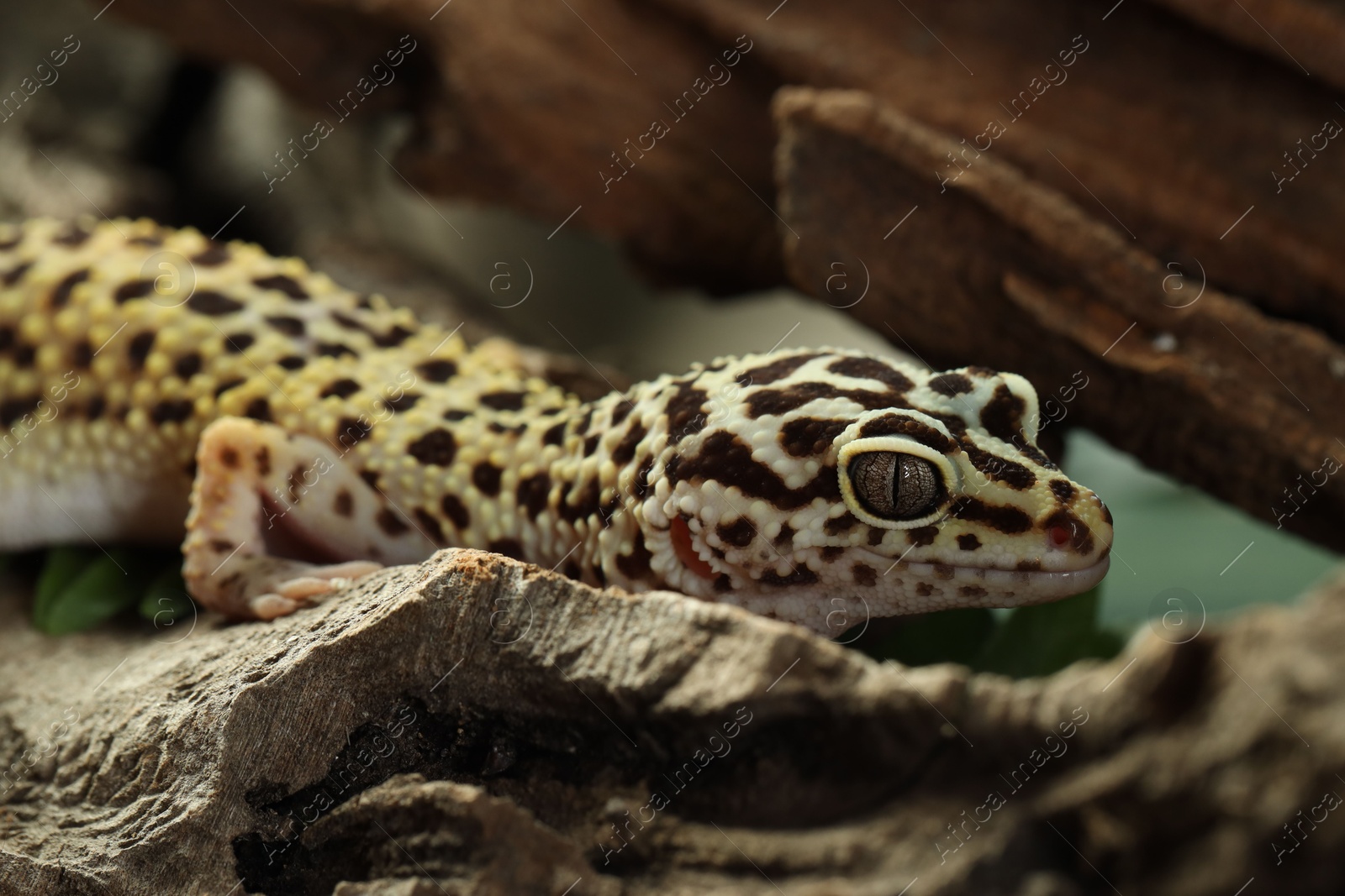 Photo of One beautiful gecko on tree bark, closeup