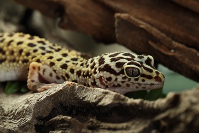 Photo of One beautiful gecko on tree bark, closeup