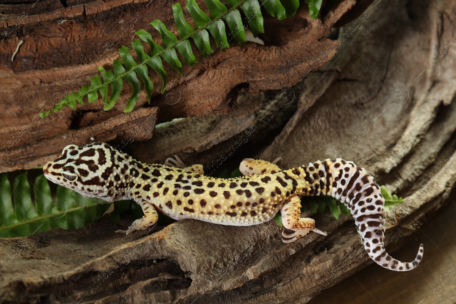 Photo of One beautiful gecko on tree bark. Exotic pet