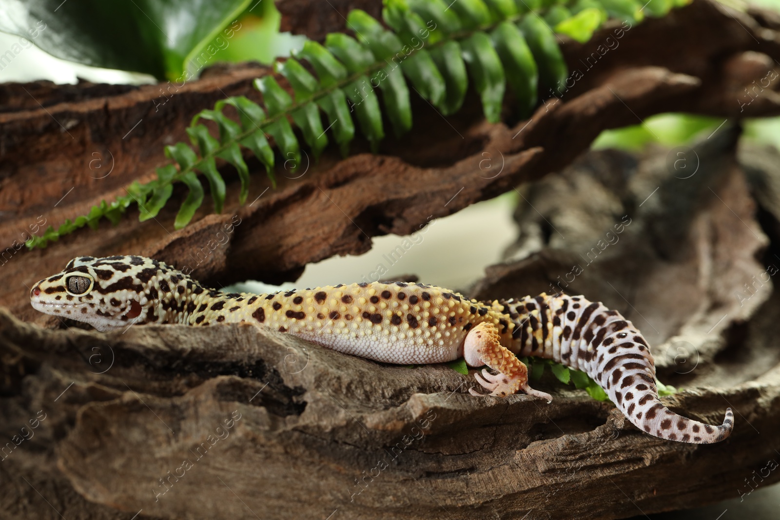 Photo of One beautiful gecko on tree bark. Exotic pet