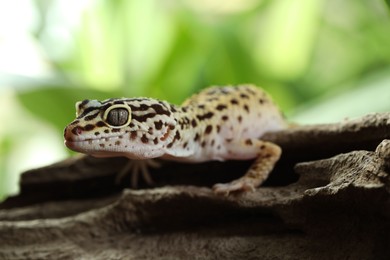 Photo of Beautiful gecko on tree stump outdoors, closeup