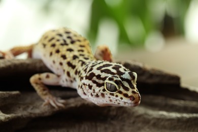 Beautiful gecko on tree stump outdoors, closeup