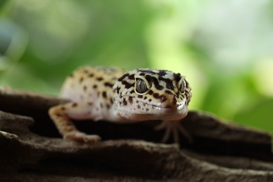 Beautiful gecko on tree stump outdoors, closeup