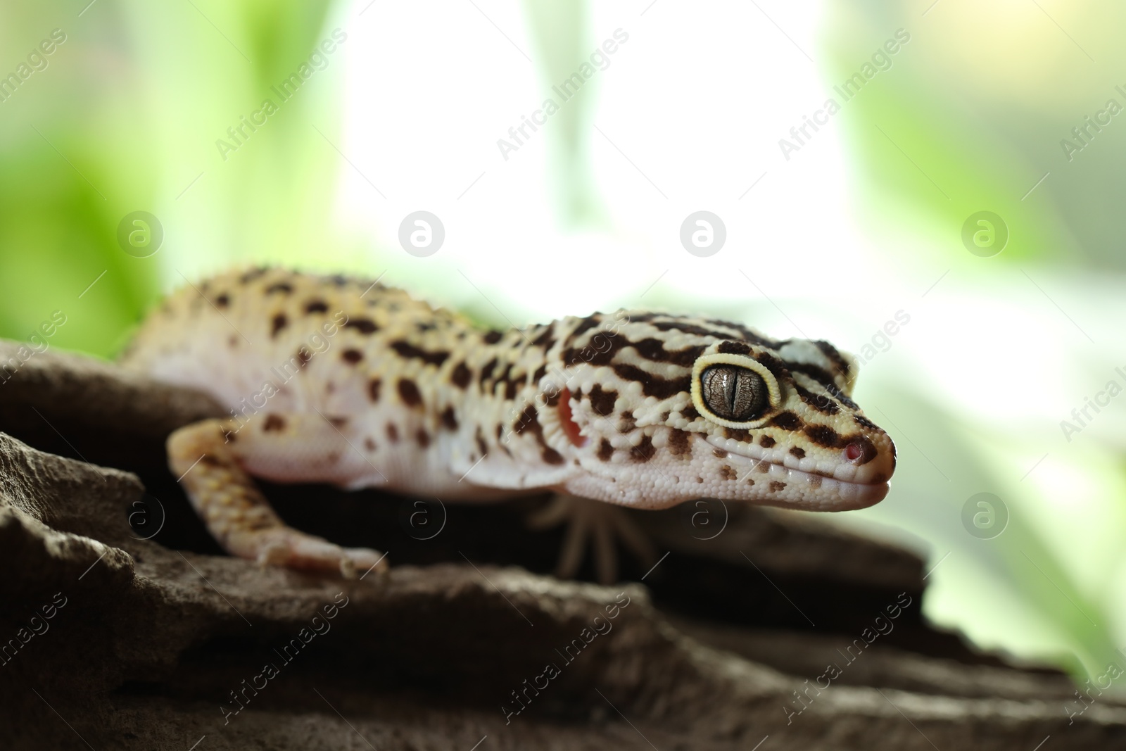 Photo of Beautiful gecko on tree stump outdoors, closeup