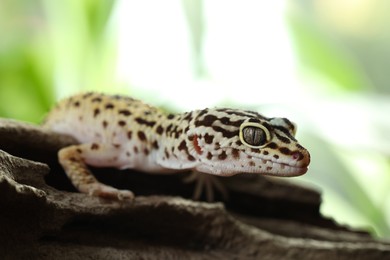 Beautiful gecko on tree stump outdoors, closeup