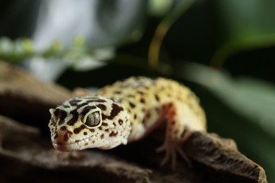 Beautiful gecko on tree stump outdoors, closeup