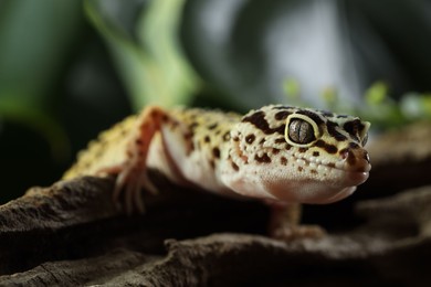 Photo of Beautiful gecko on tree stump outdoors, closeup