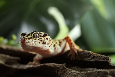 Photo of Beautiful gecko on tree stump outdoors, closeup