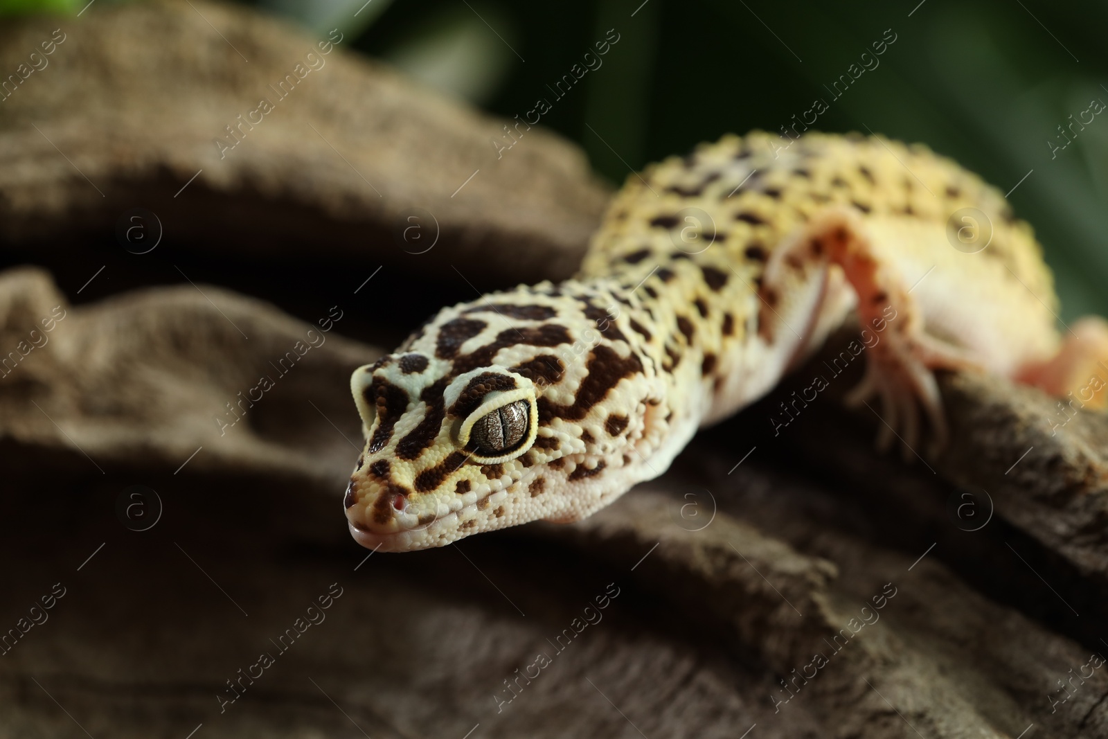 Photo of Beautiful gecko on tree stump outdoors, closeup