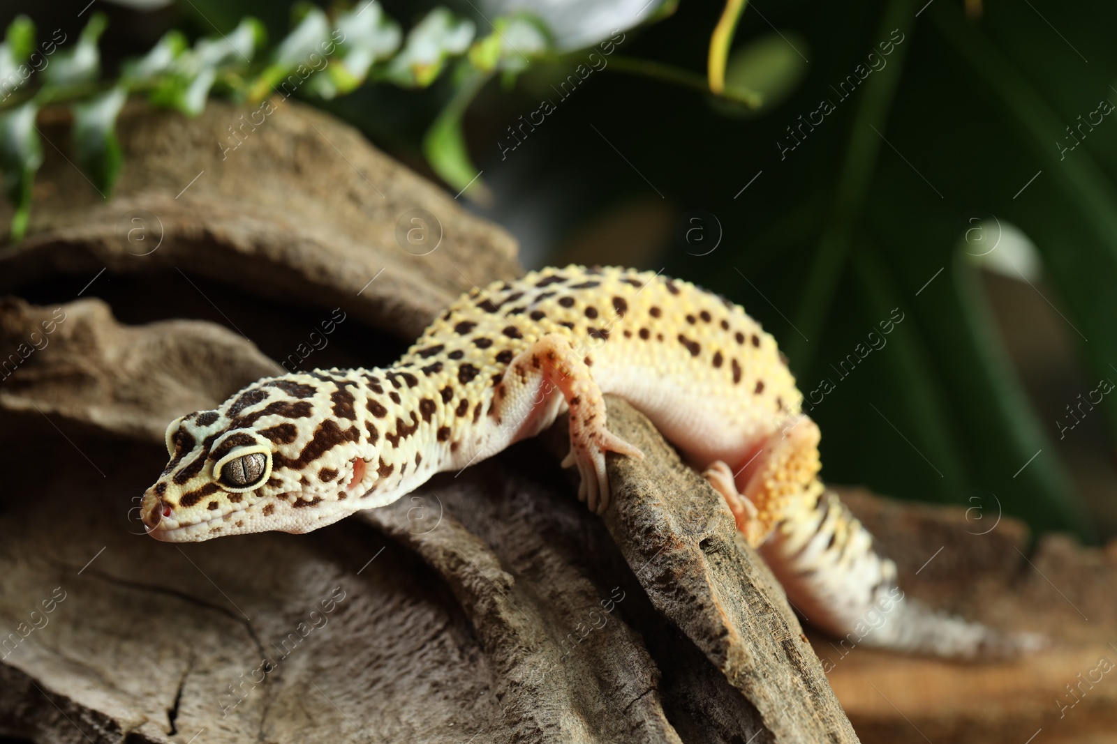 Photo of Beautiful gecko on tree stump outdoors, closeup