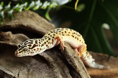 Beautiful gecko on tree stump outdoors, closeup