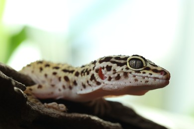 Beautiful gecko on tree stump outdoors, closeup